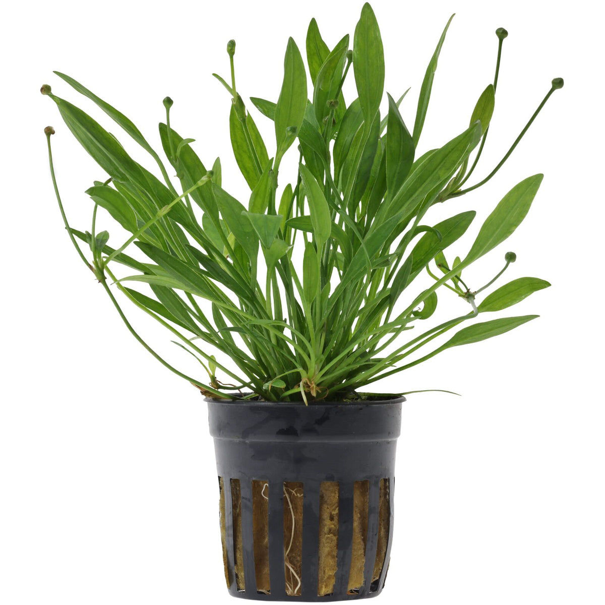 Helanthium tenellum