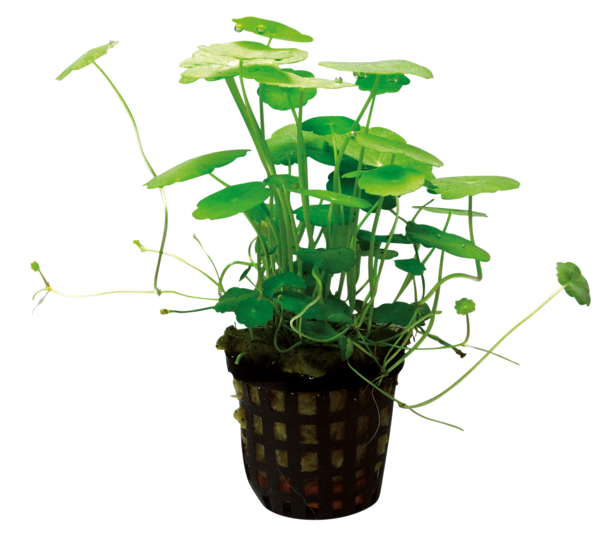 Hydrocotyle verticillata