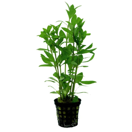 Hygrophila polysperma