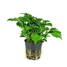 Hygrophila ringens 'Angustifolia'