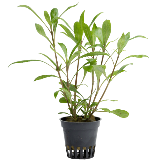 Hygrophila ringens 'Salicifolia'