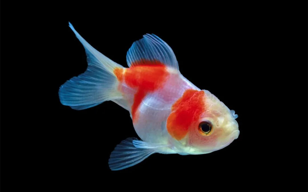 Jelly Head Oranda (Carassius auratus)