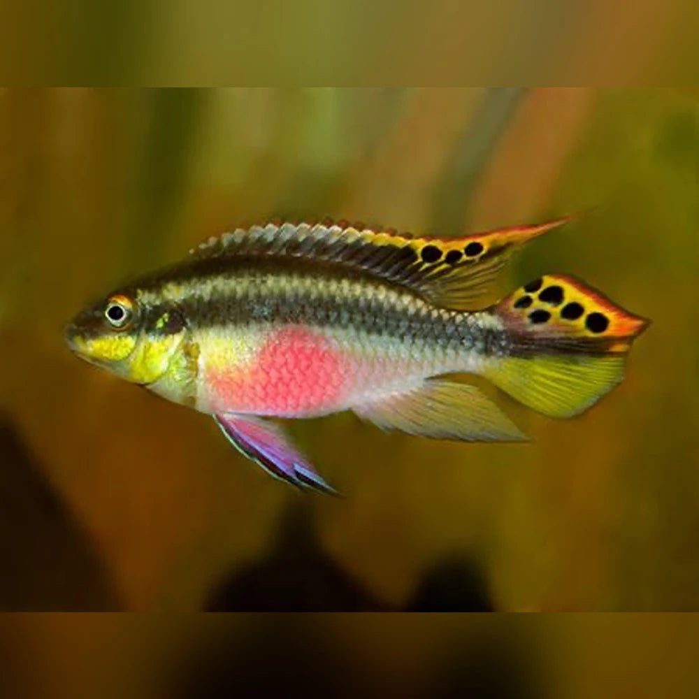 Kribensis Cichlids (Pelvicachromis Pulcher)