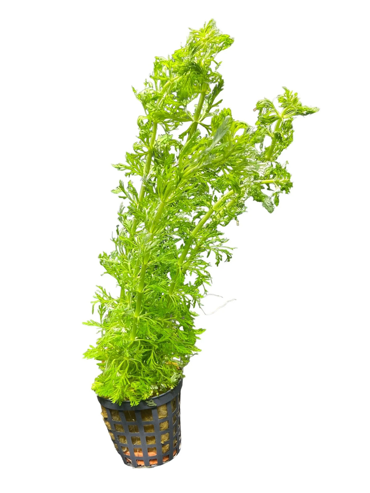 Limnophila heterophylla