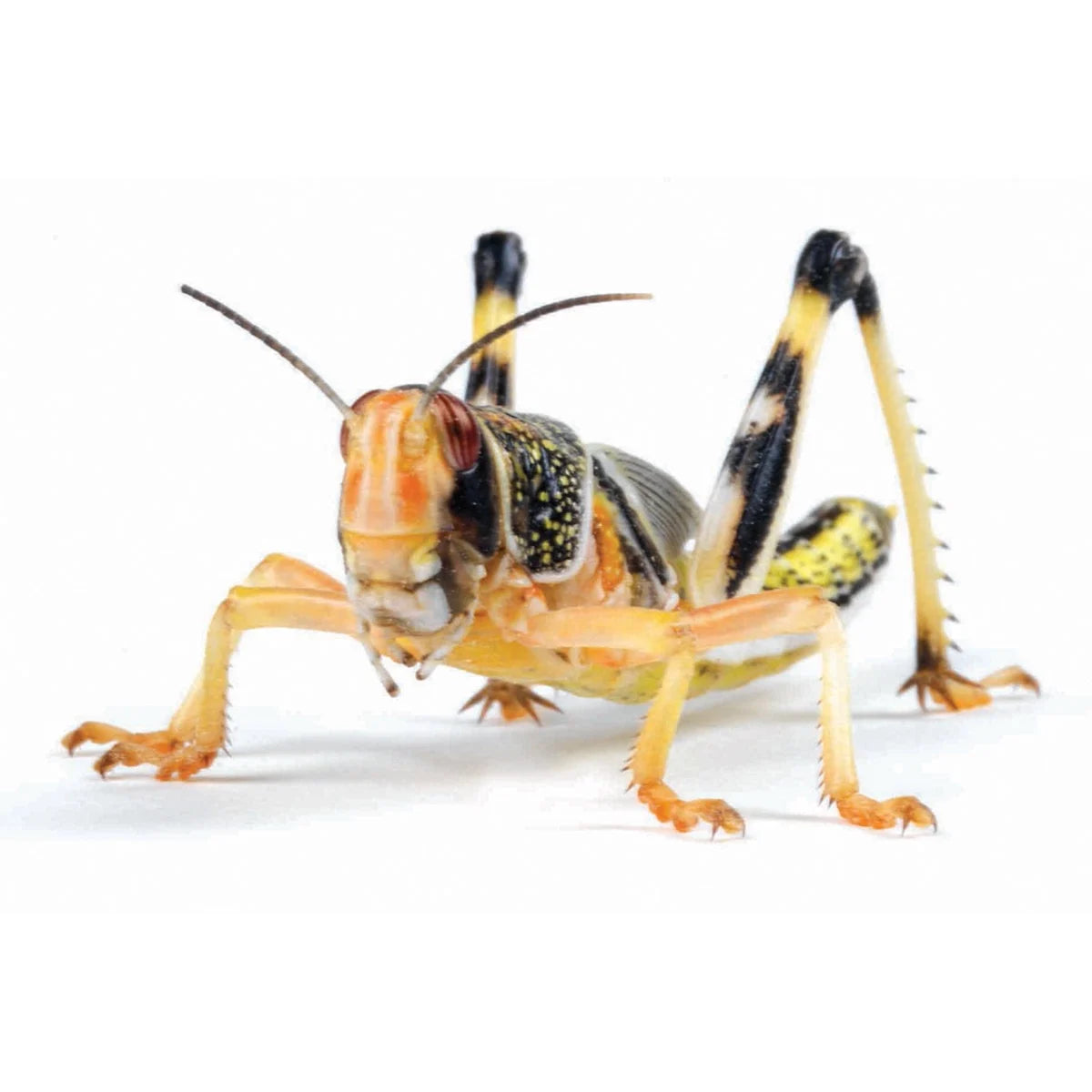 Locusts (Schistocerca gregaria) - Box