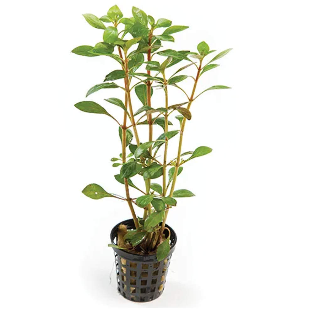 Ludwigia repens