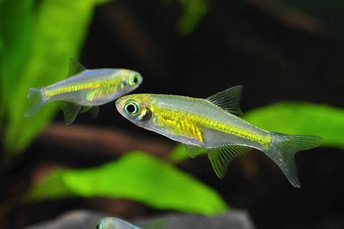 Neon Green Rasbora (Microdevario kubotai)