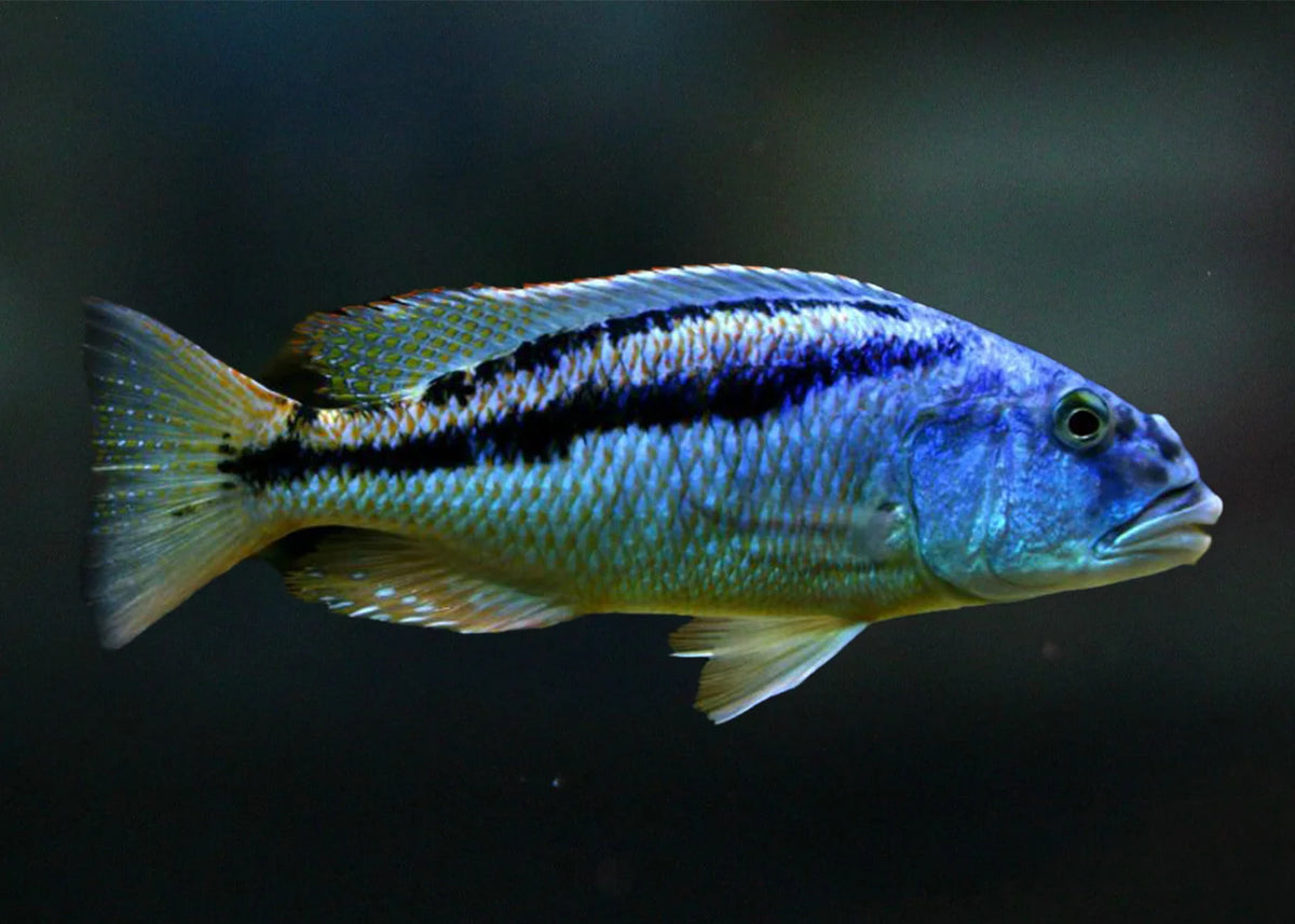 Malawi Hawk (Aristochromis Christyi)