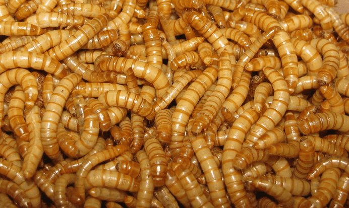 Mealworms (Tenebrio molitor larvae)
