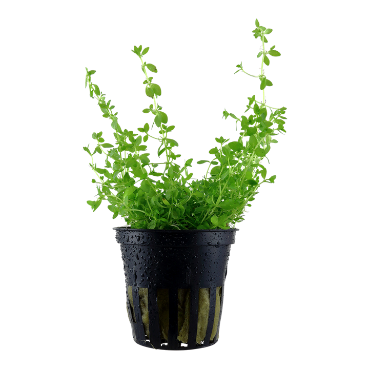 Micranthemum Glomeratum (micranthemoides)