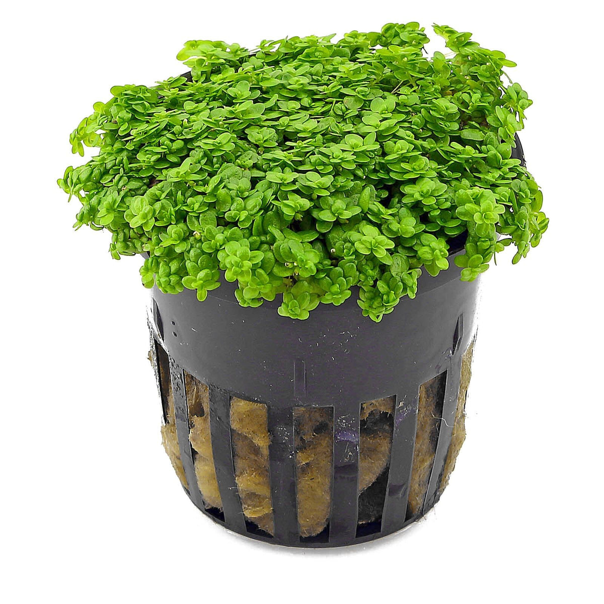 Micranthemum callitrichoides (Hemianthus)