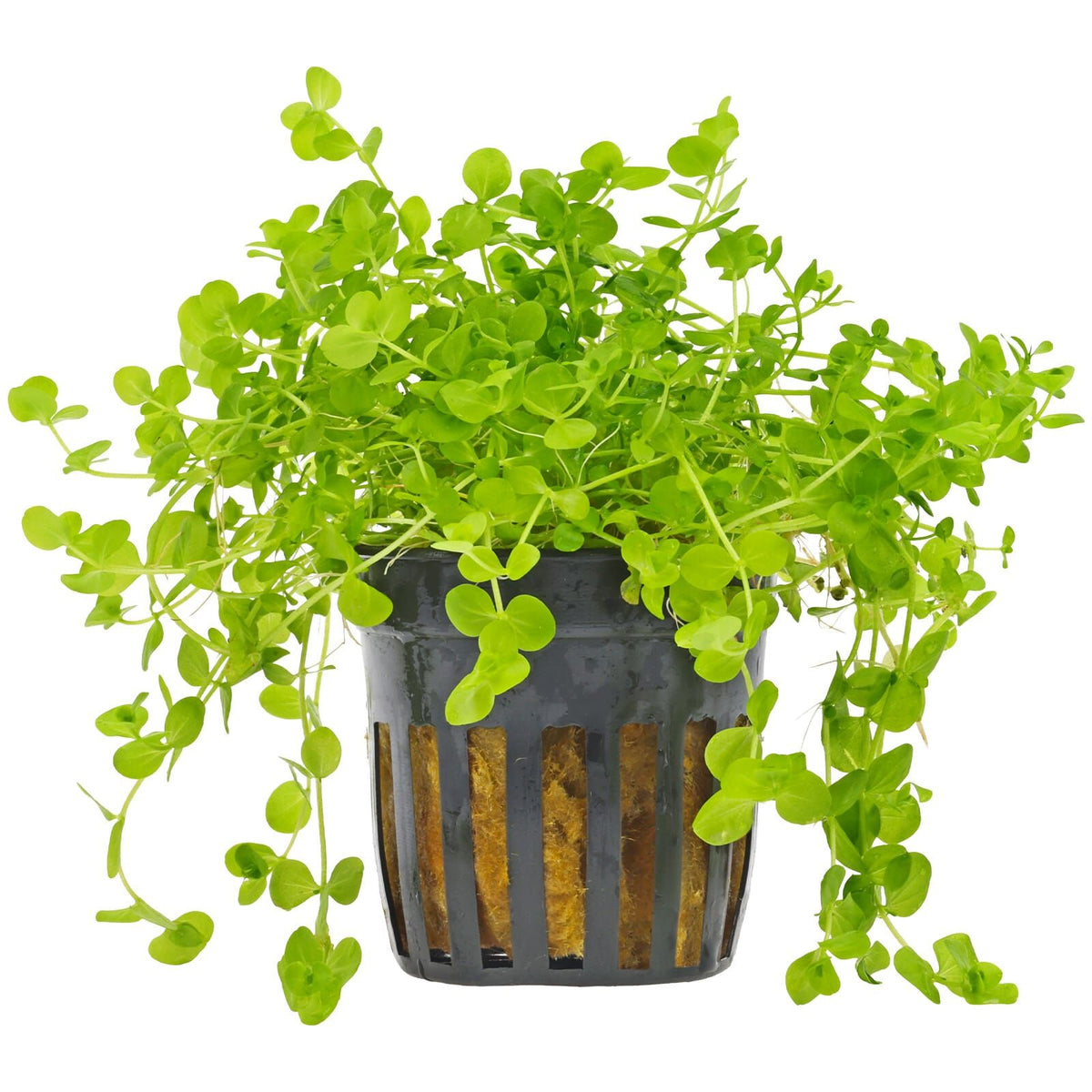 Micranthemum umbrosum