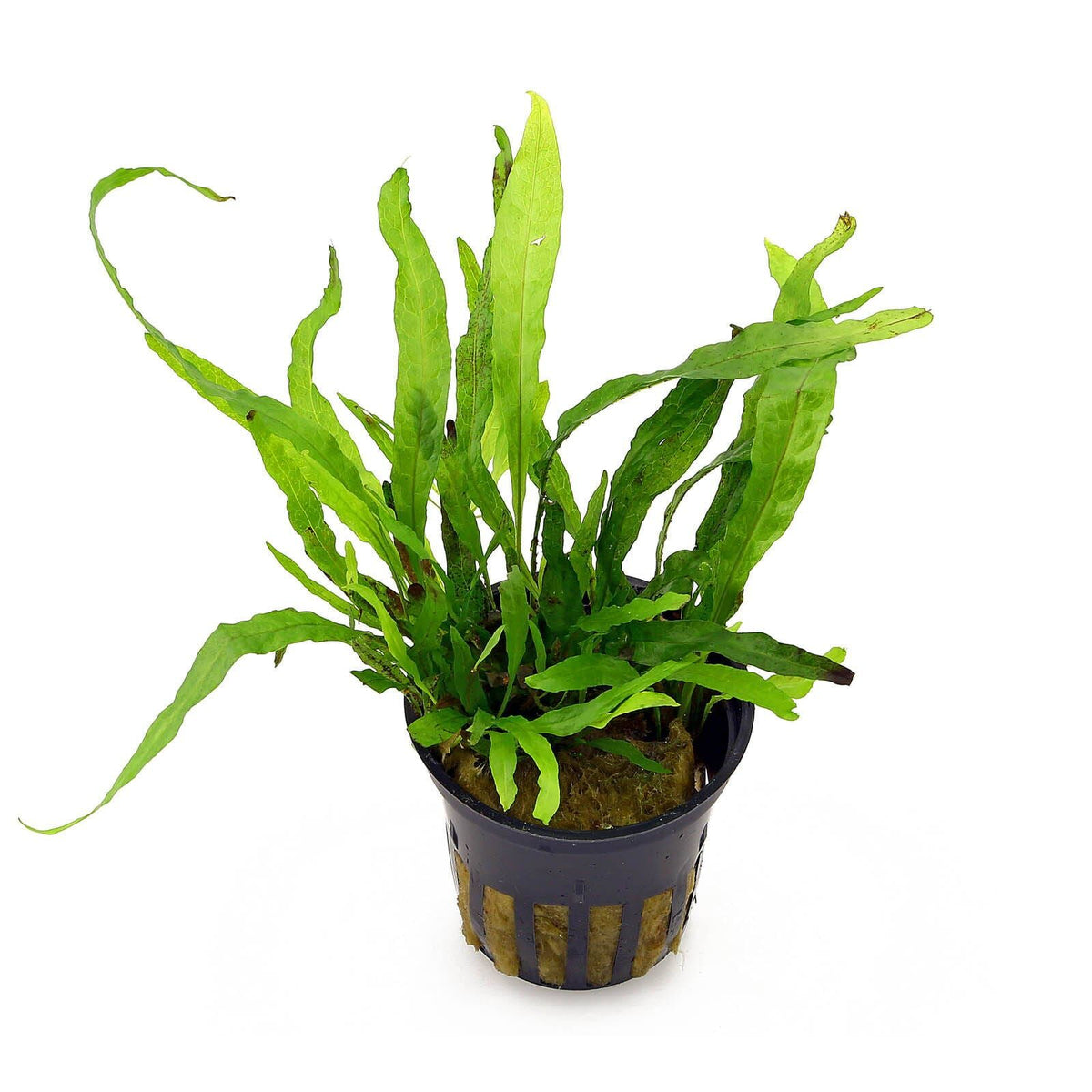 Microsorum narrow leaf