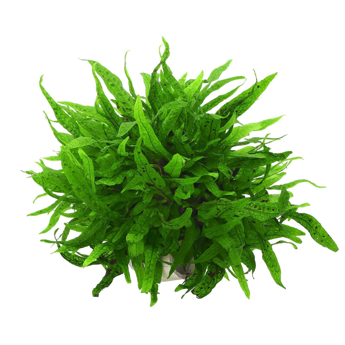 Microsorum pteropus ‘Green Gnome’