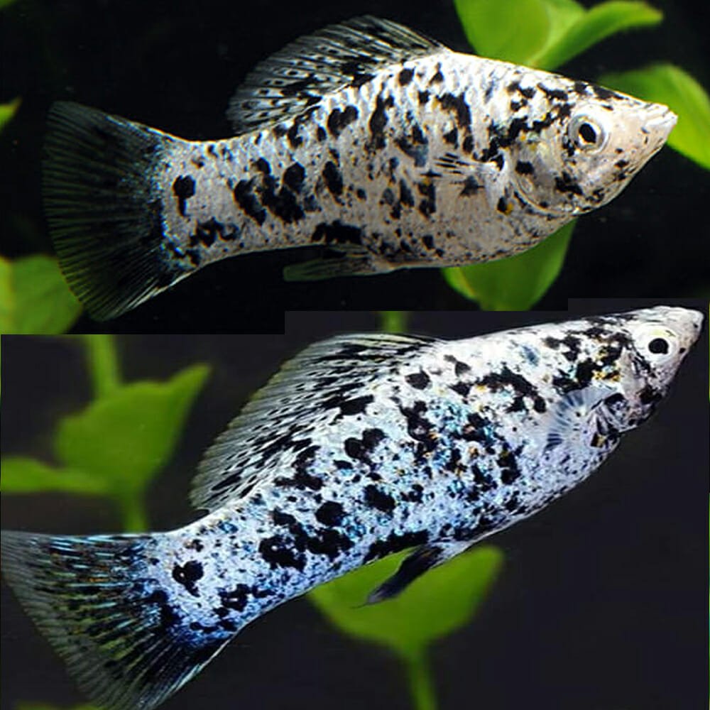 Dalmatian Molly (Poecilia sphenops)