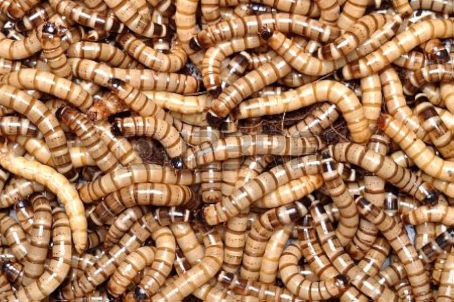 Morio Worms (Superworms) – (25-30 pcs)