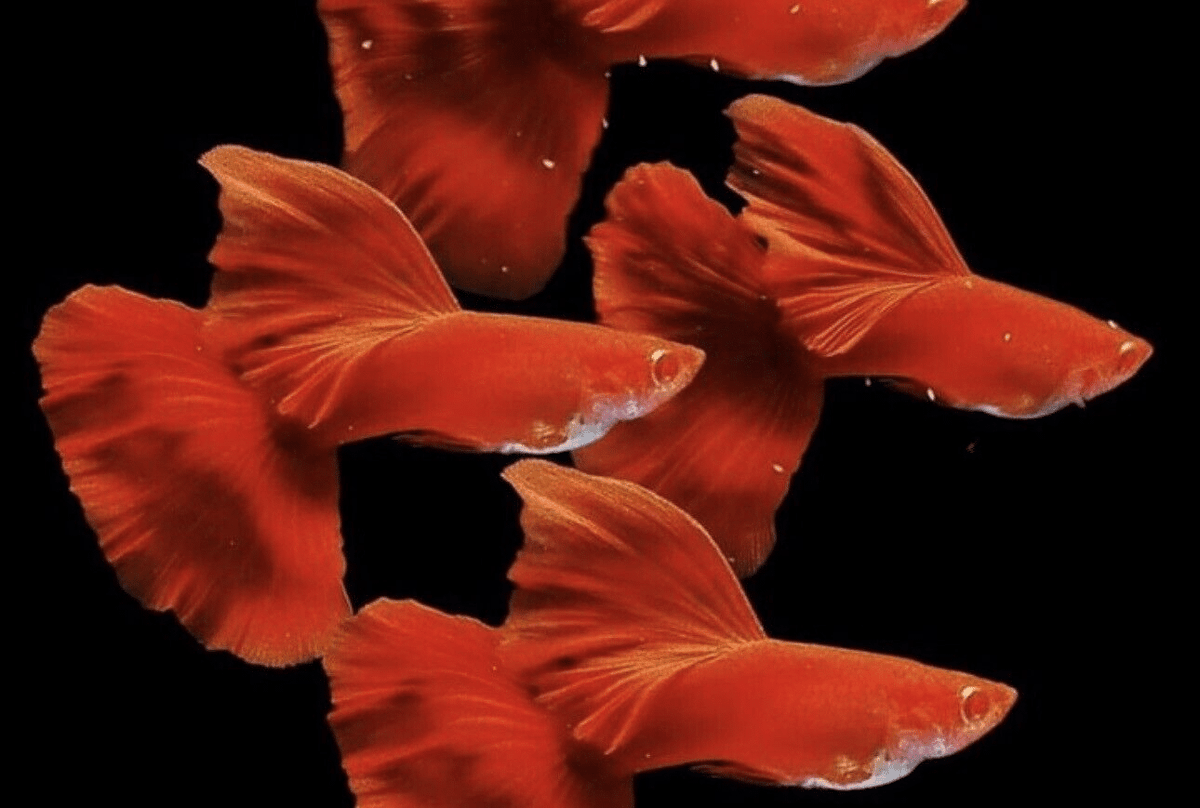 Moscow Red Guppy (Male)  (Poecilia reticulata)