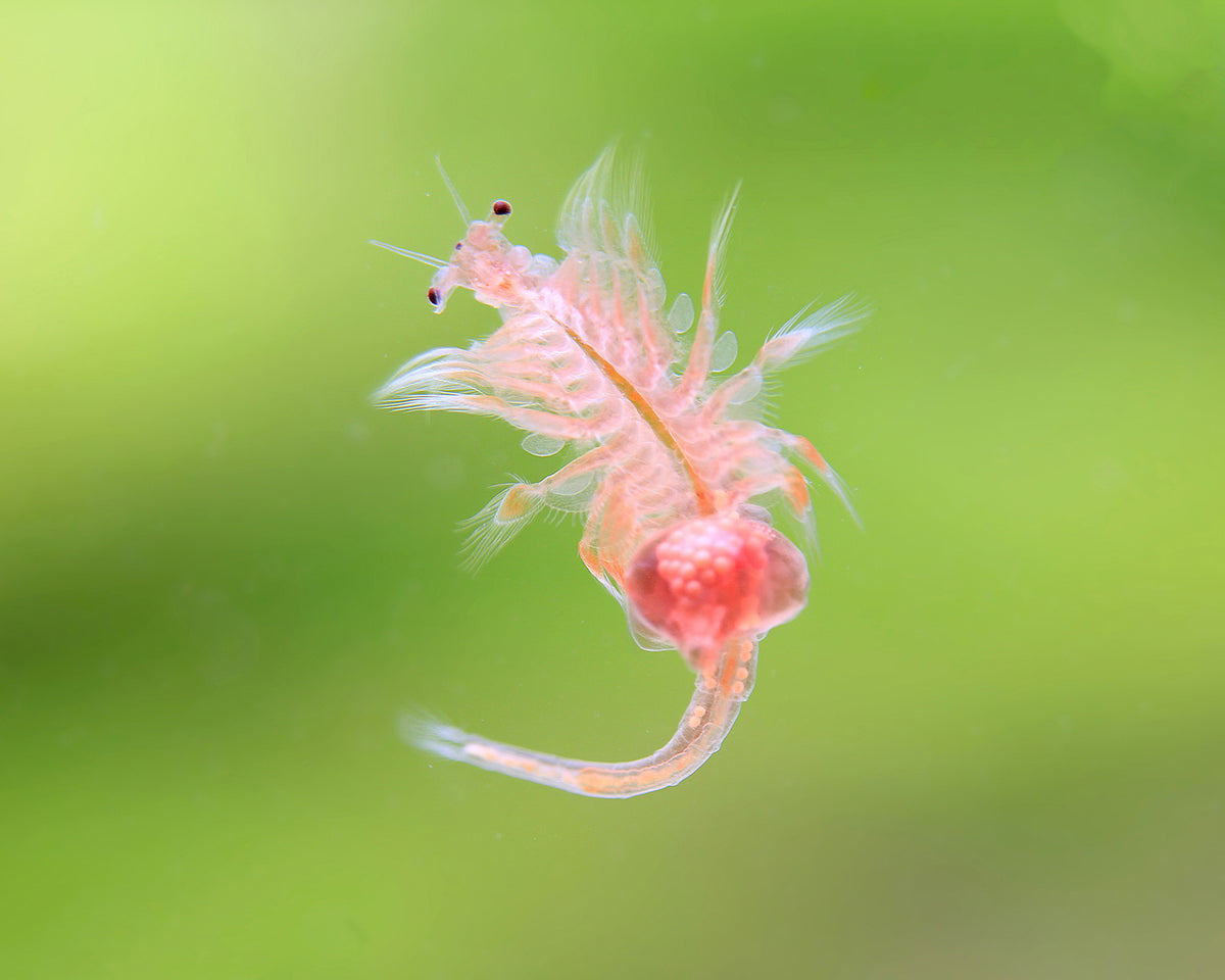 Live Artemia Nauplii (Brine Shrimp)