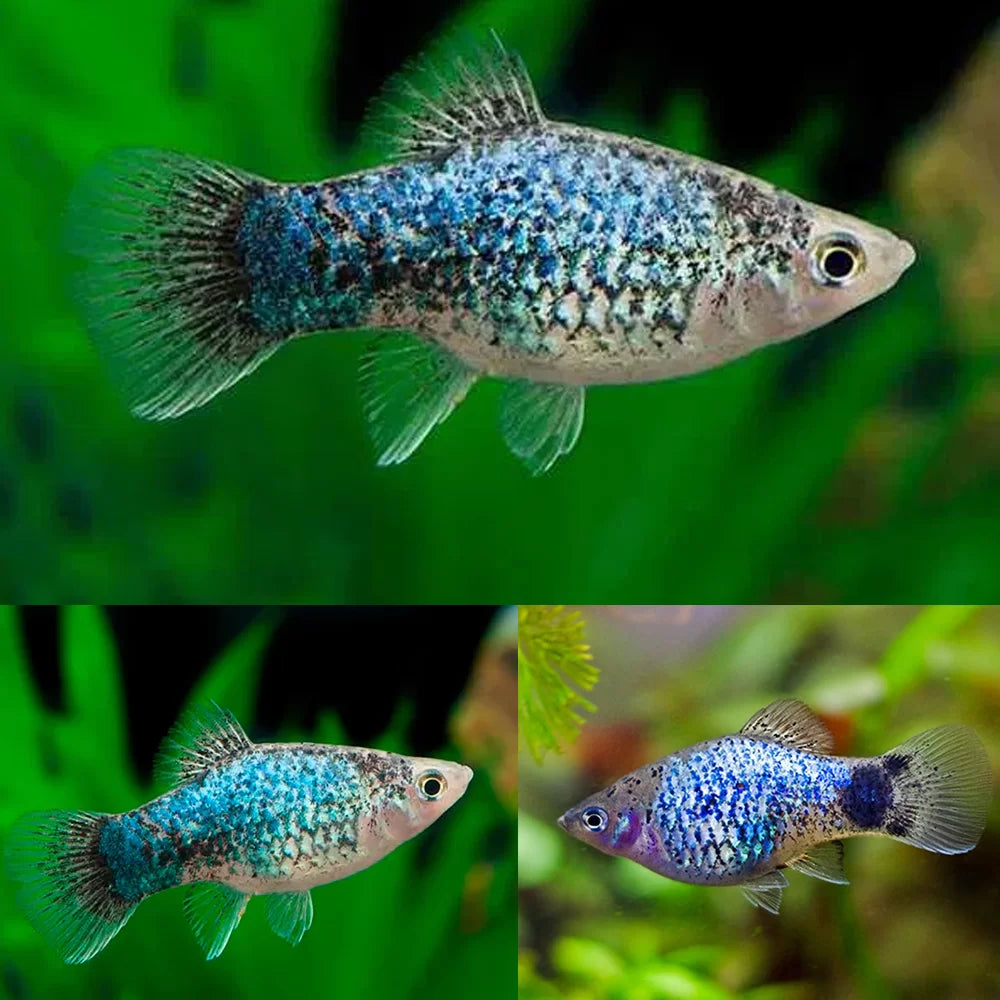 Neon Blue Spotted Platy Male (Xiphophorus maculatus)
