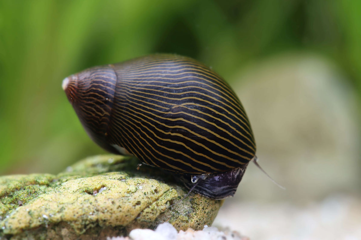 Zebra Nerite Snail (Neritina turrita)