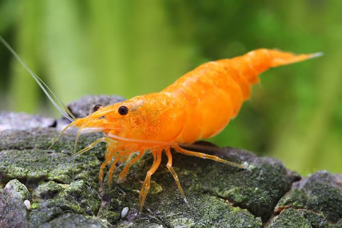 Orange Sakura Shrimp (Neocaridina davidii / heteropoda)