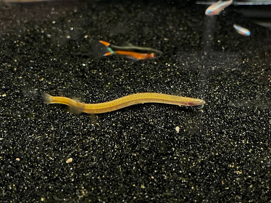 Golden Kuhli Loach (Pangio doriae)
