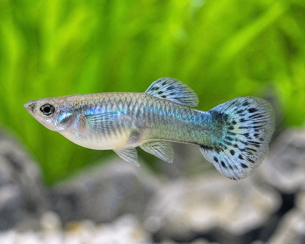 Blue Grass Female Guppy (Poecilia reticulata)