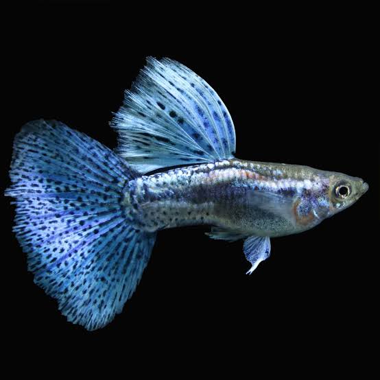 Blue Grass Male Guppy (Poecilia reticulata)