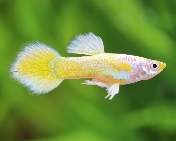 Luminous Gold Male Guppy (Poecilia reticulata)