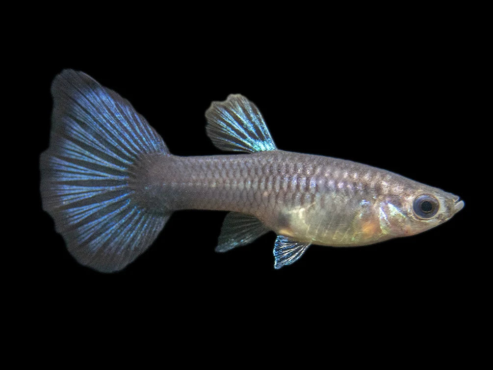 Snakeskin Blue Female Guppy (Poecilia reticulata)