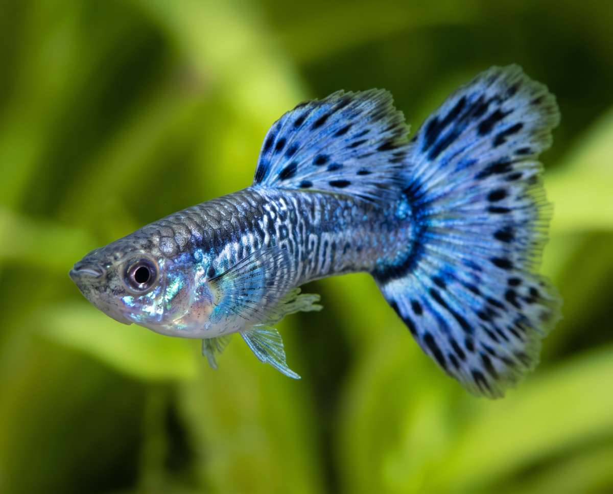 Snakeskin Blue Male Guppy (Poecilia reticulata)
