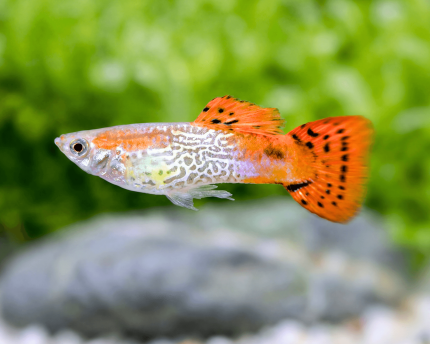 Snakeskin Red Cap Guppy (Poecilia reticulata)