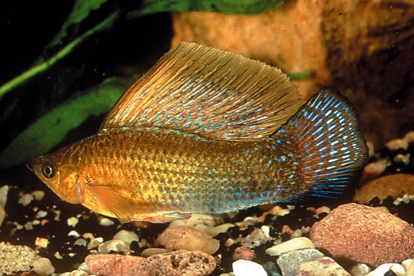 Copper Green Sailfin Molly (Poecilia latipinna Copper Green)