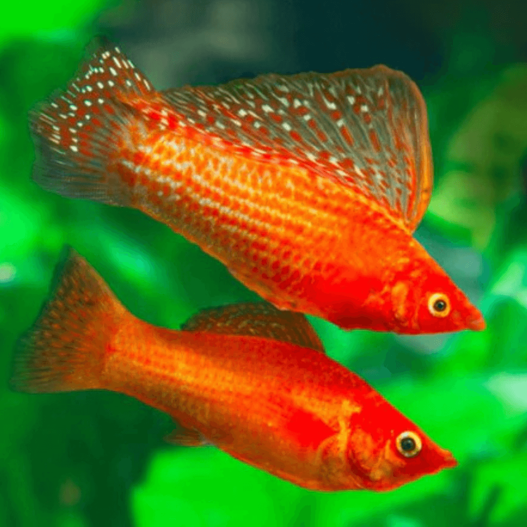 Neon Orange Sailfin Molly (Poecilia latipinna)