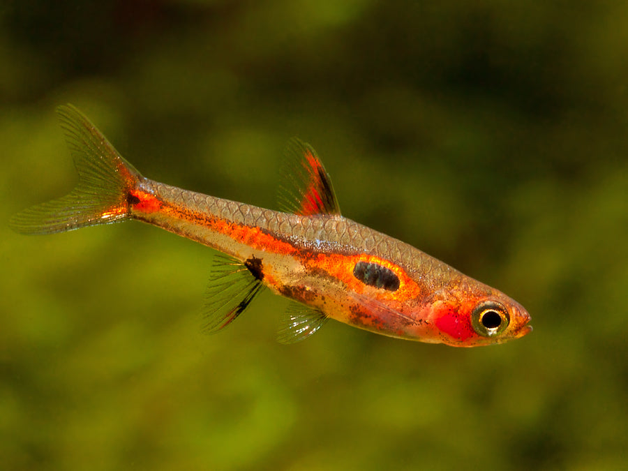 Phoenix Rasbora (Boraras merah)