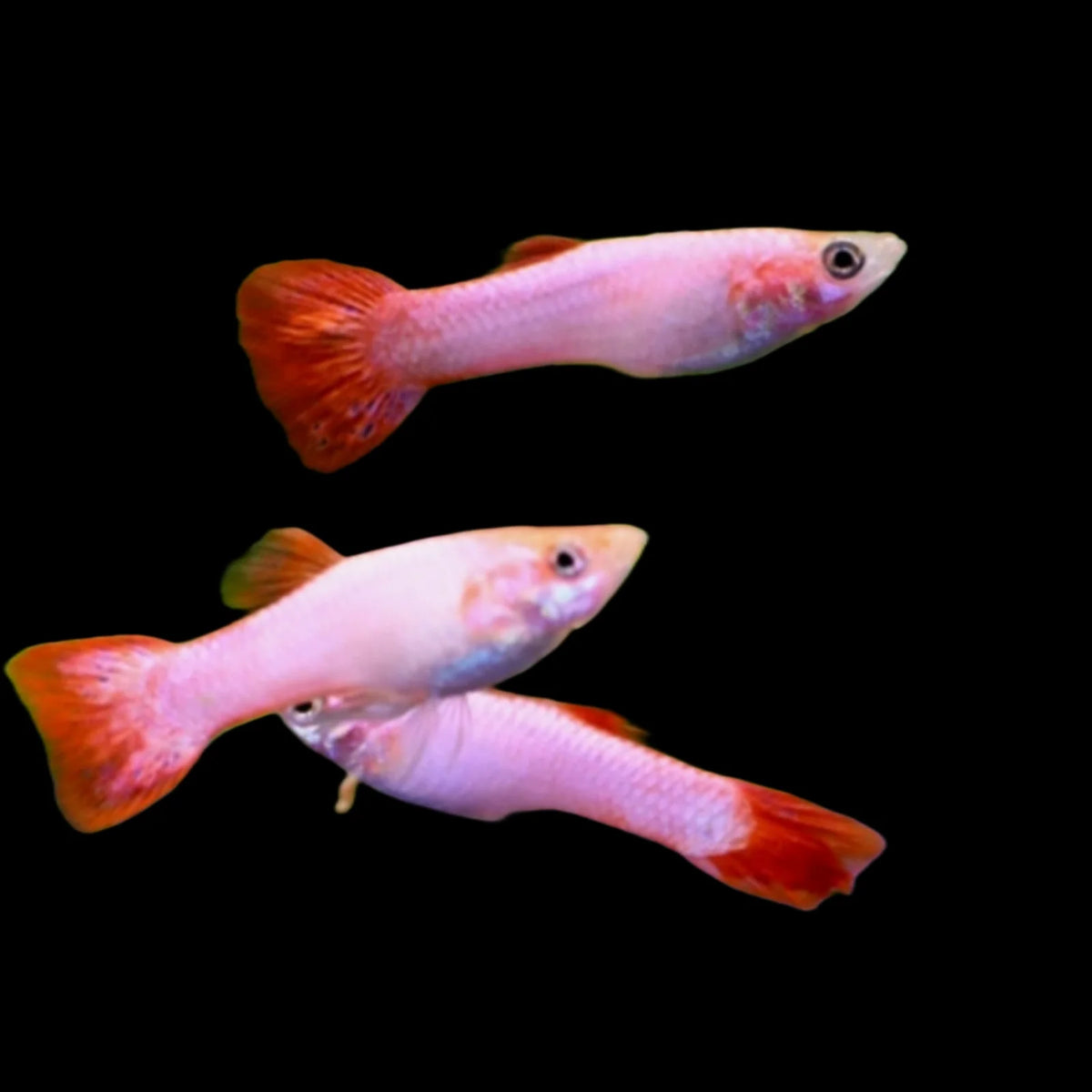 Pink Guppy Male (Poecilia reticulata)