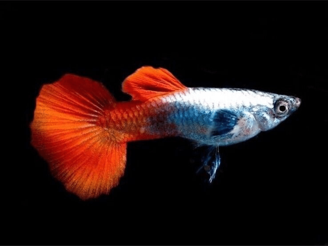 Platinum Red Guppy Male – (Poecilia reticulata)