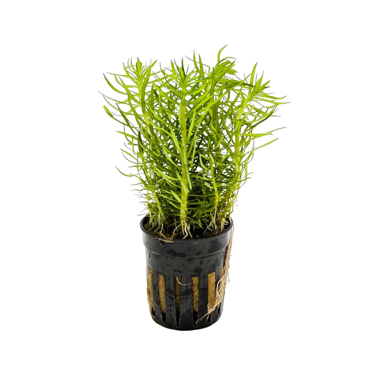 Pogostemon Erectus