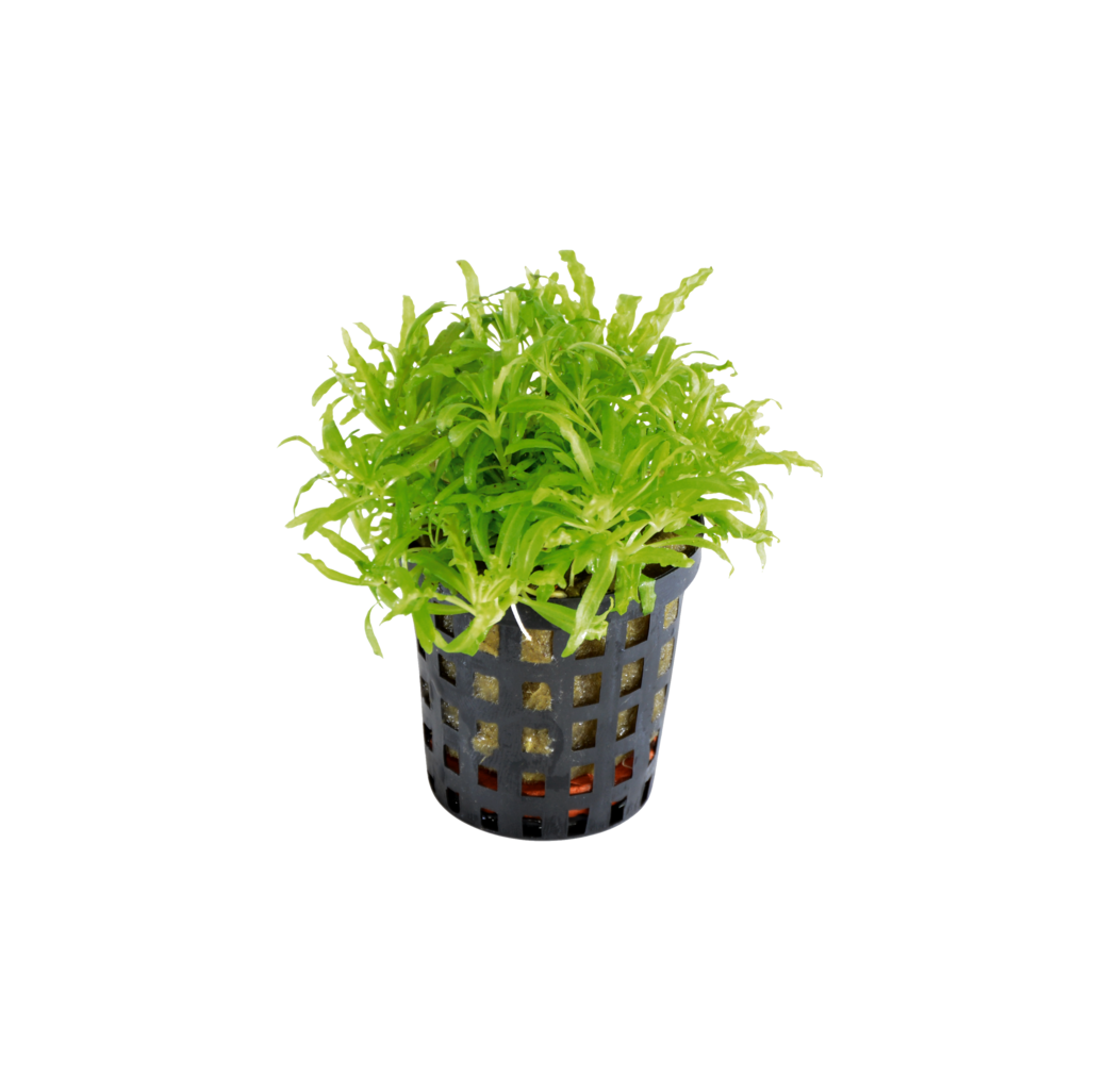 Pogostemon helferi