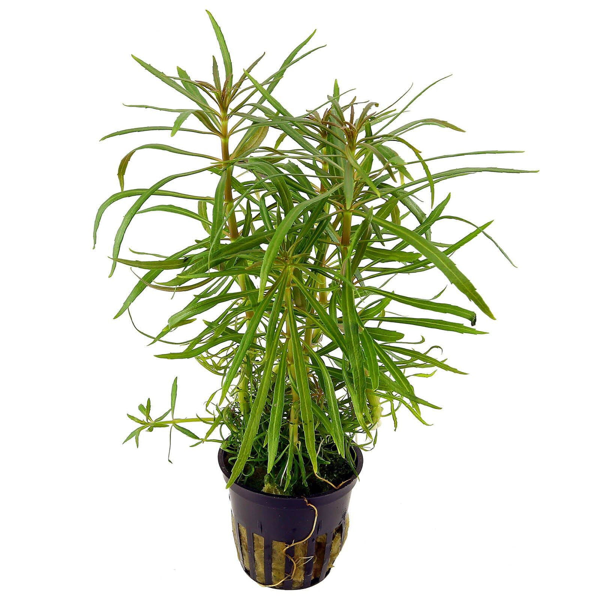 Pogostemon stellatus (Eustralis)