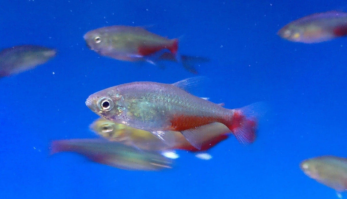 Rathbun's Bloodfin Tetra (Aphyocharax rathbuni)