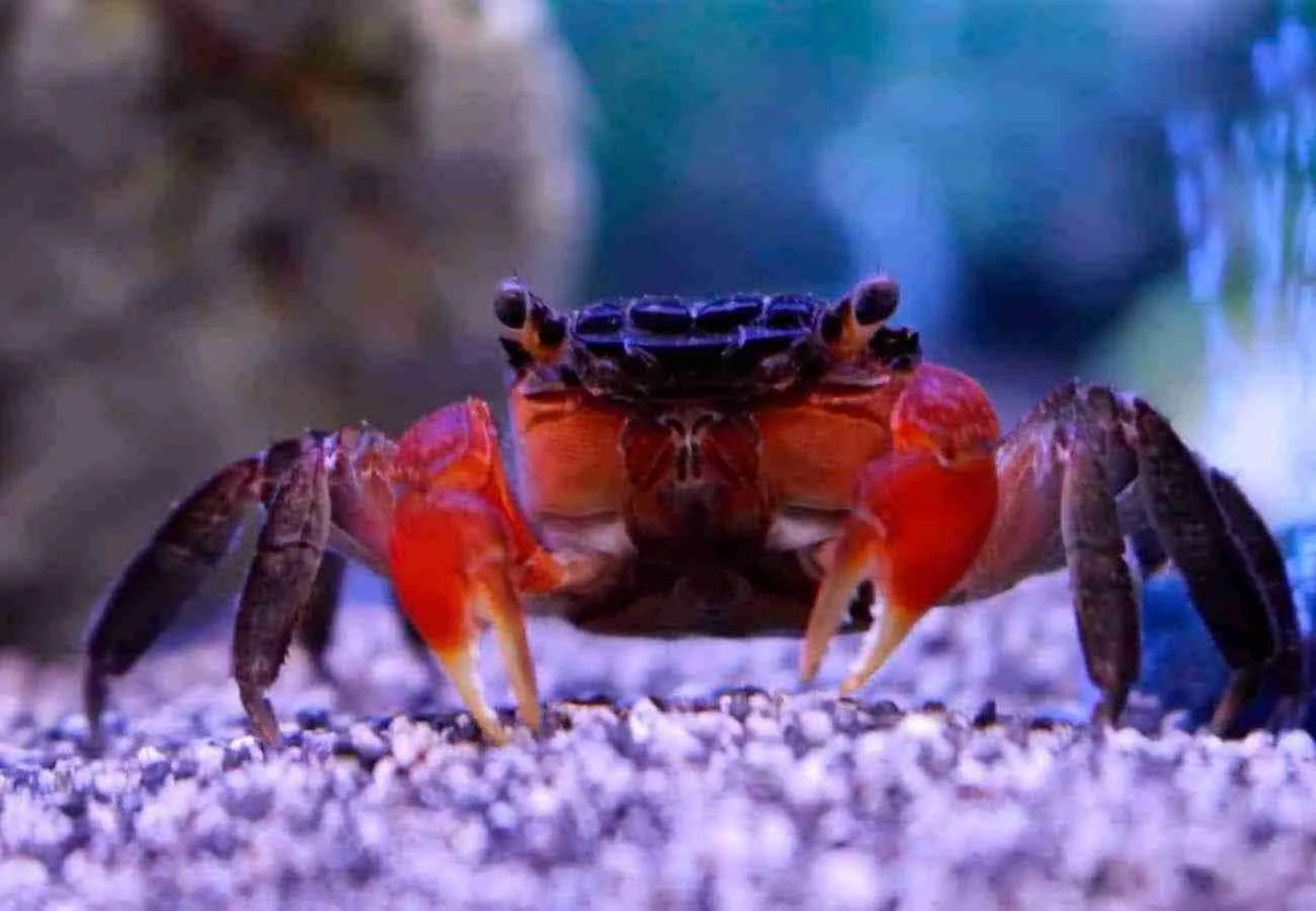 Red Claw Crab (Perisesarma bidens)