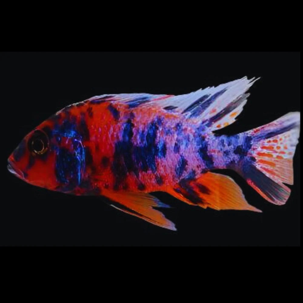 Red OB Peacock Cichlid (Aulonocara hybrid)