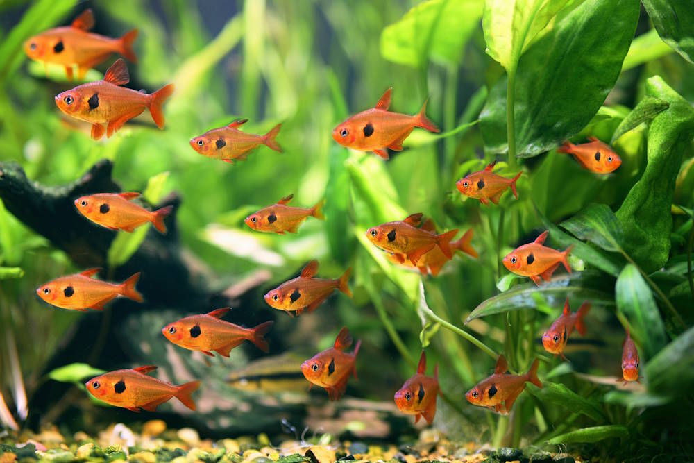Red Phantom Tetra (Hyphessobrycon sweglesi)