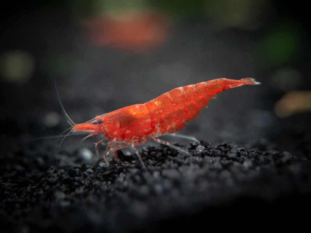 Red Sakura Shrimp (Neocaridina davidi / heteropoda)