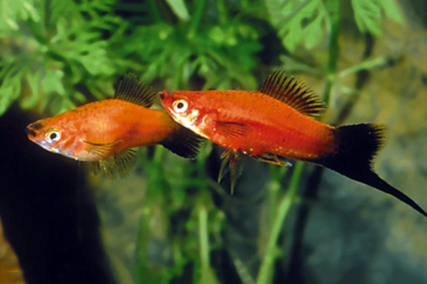 Red Wagtail Swordtail (Xiphophorus helleri var. "Red Wag")