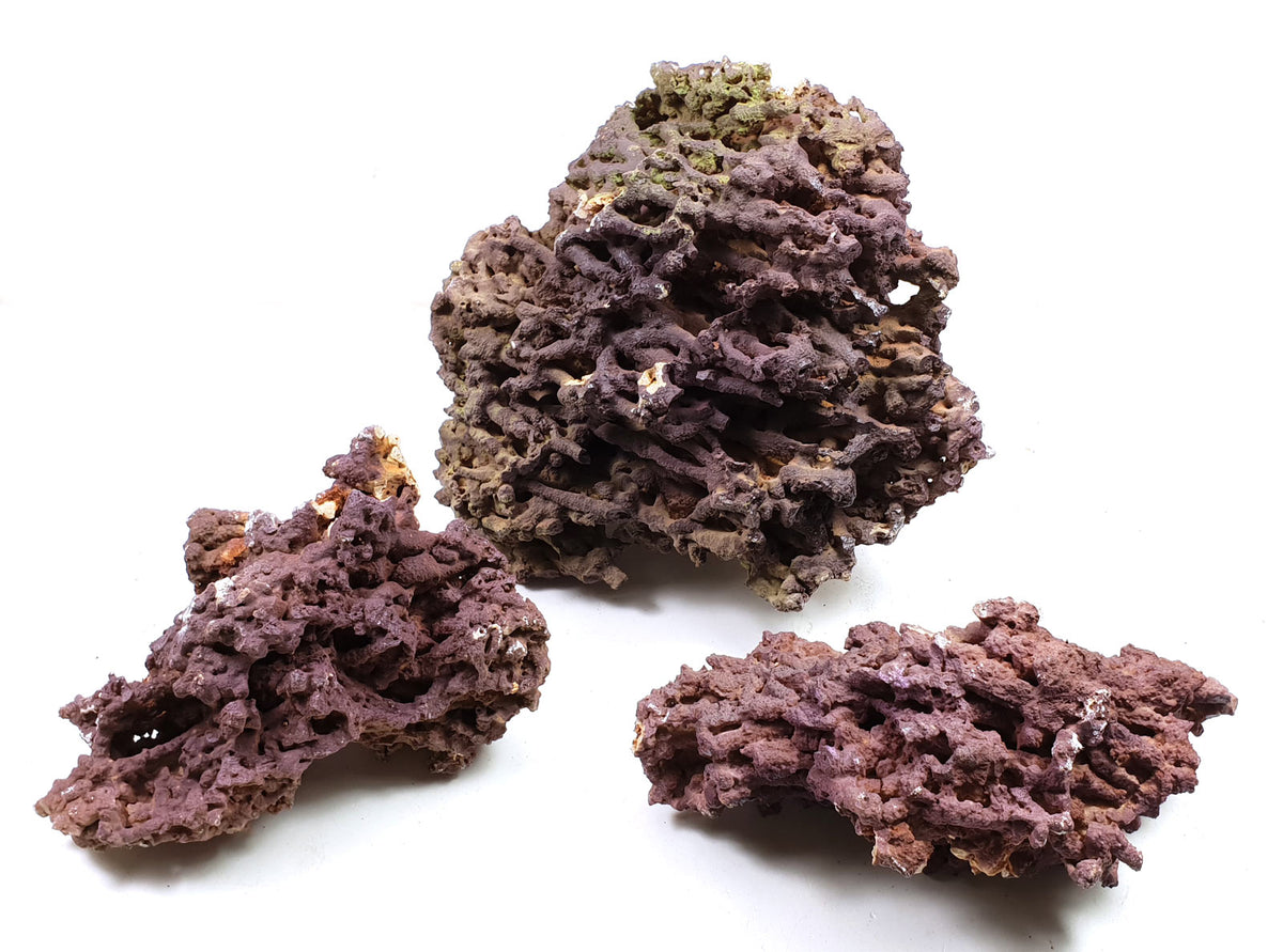 Jurassic Reef Rock