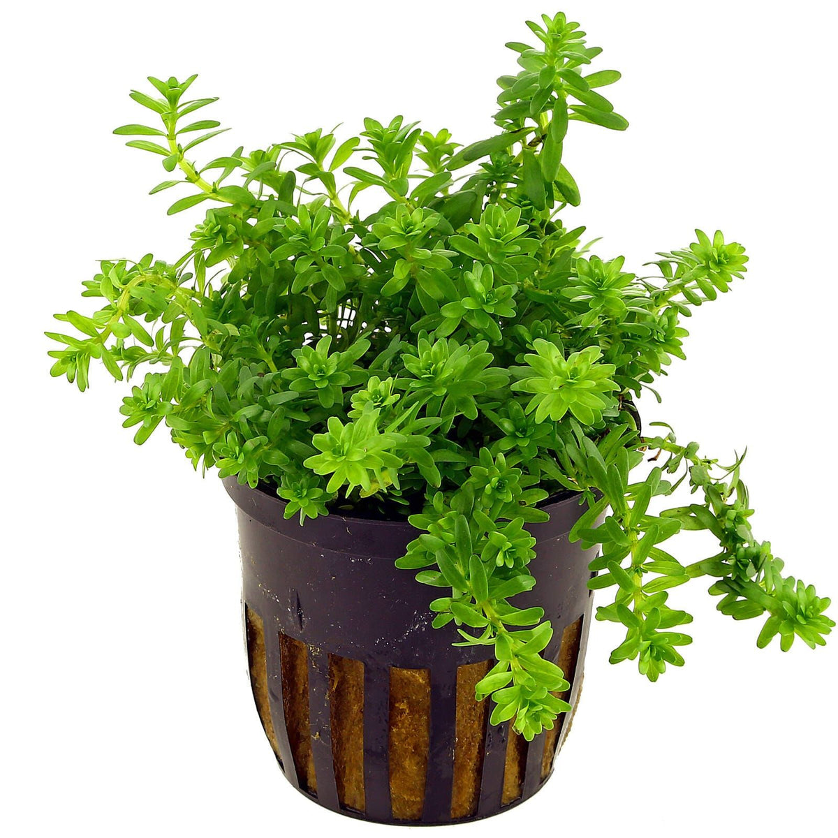 Rotala sp. 'Nanjenshan' ( Boschii )