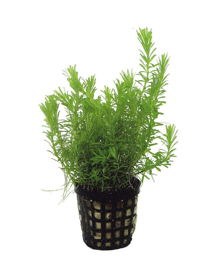 Rotala wallichii