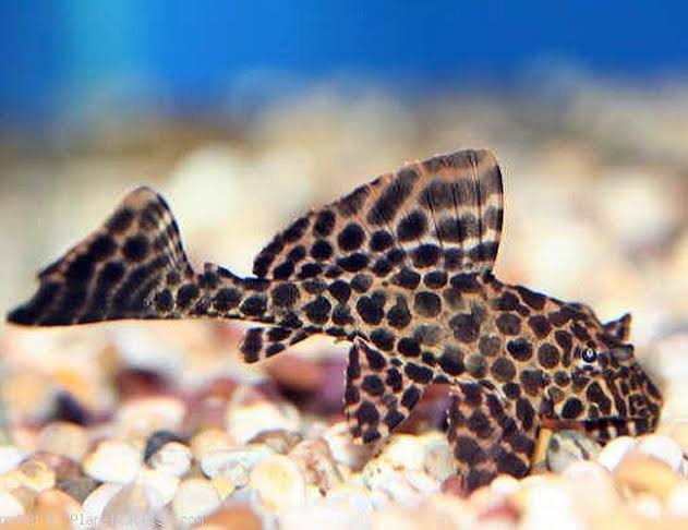 Sailfin Pleco (Pterygoplichthys gibbiceps)